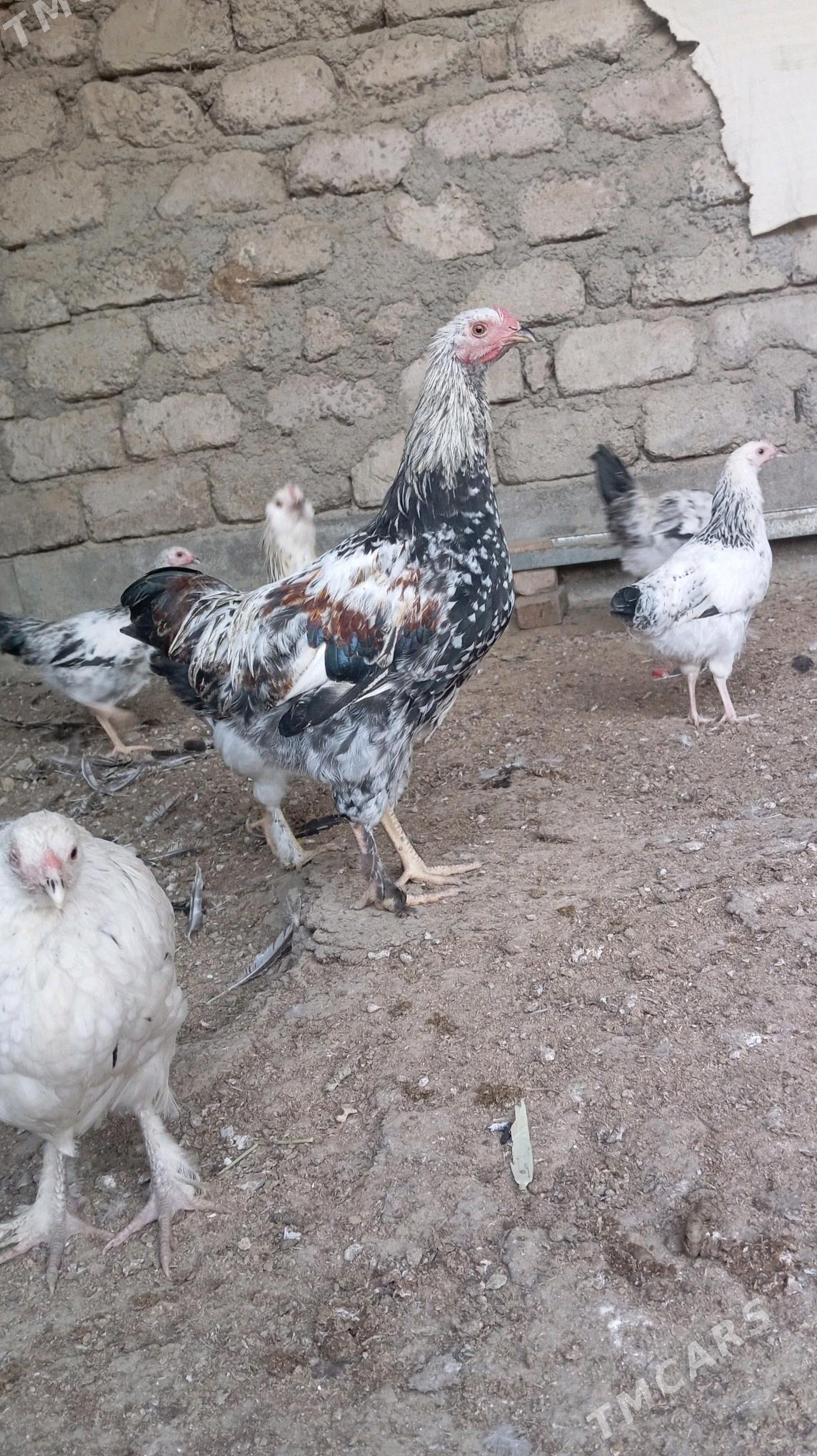 towuk - Гёкдепе - img 1