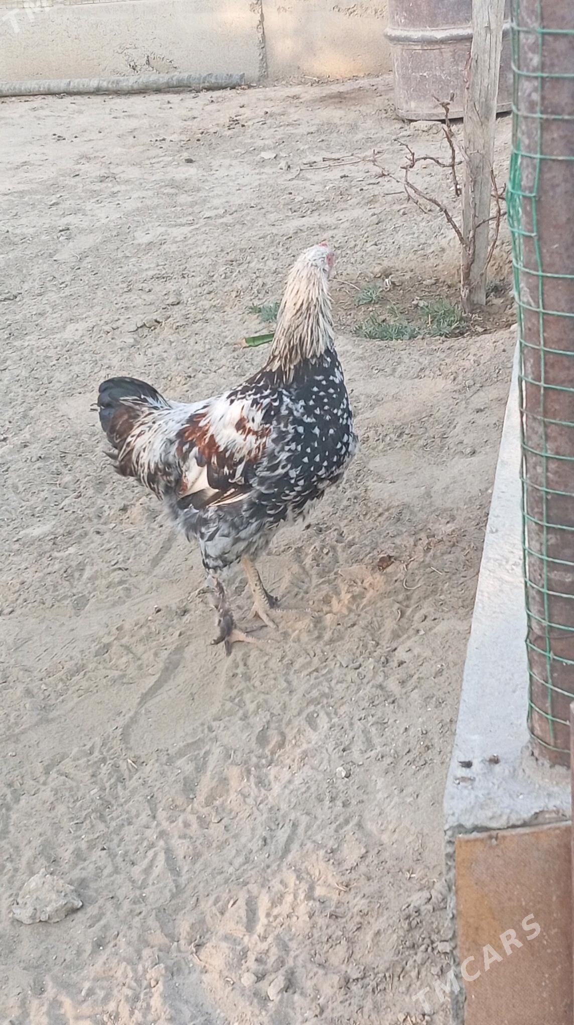 towuk - Гёкдепе - img 5