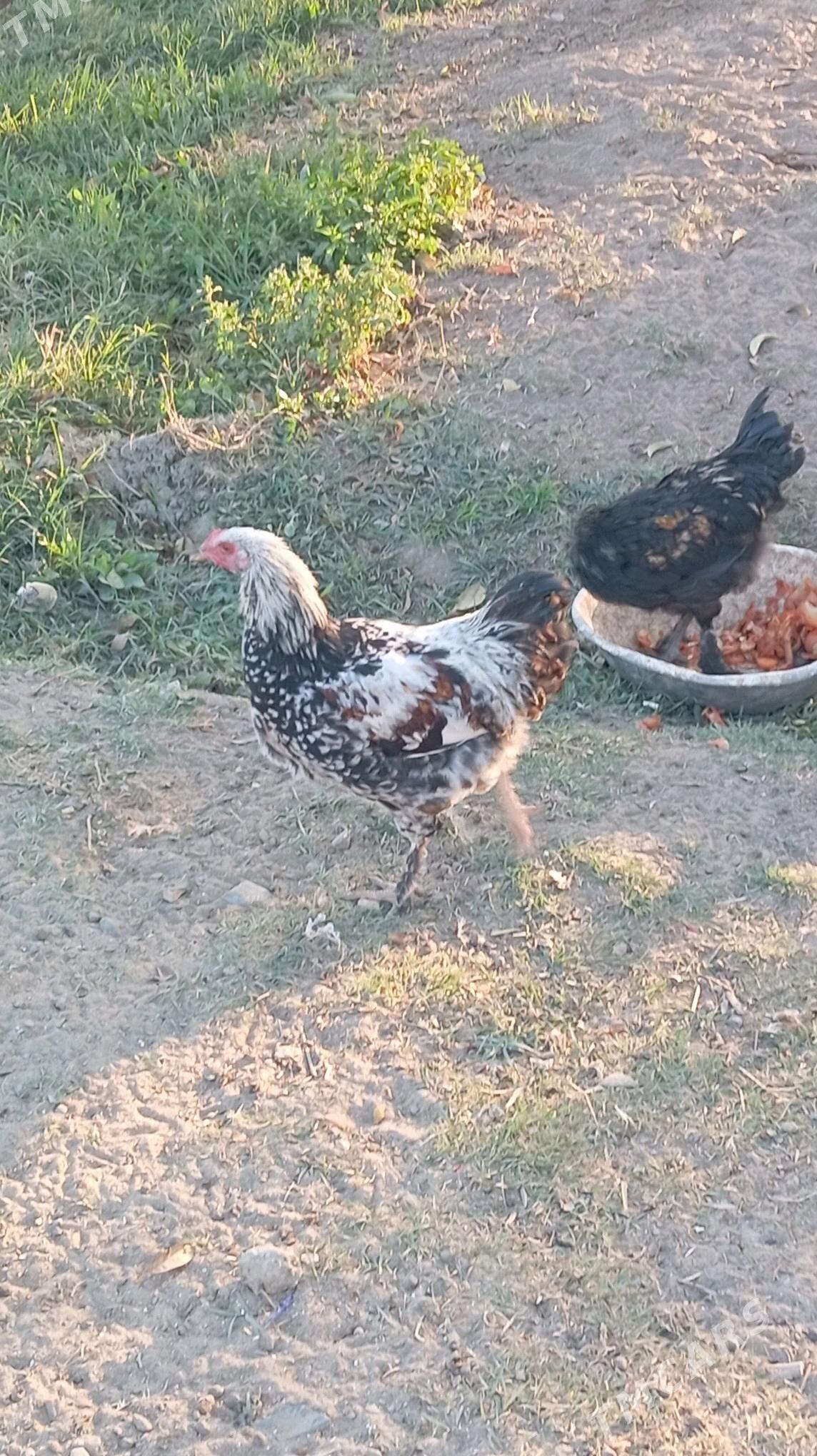 towuk - Гёкдепе - img 8