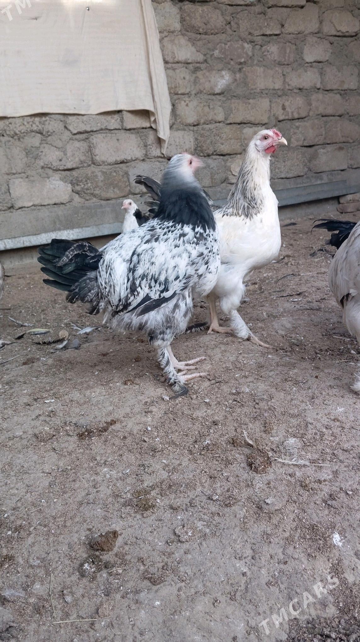 towuk - Гёкдепе - img 3