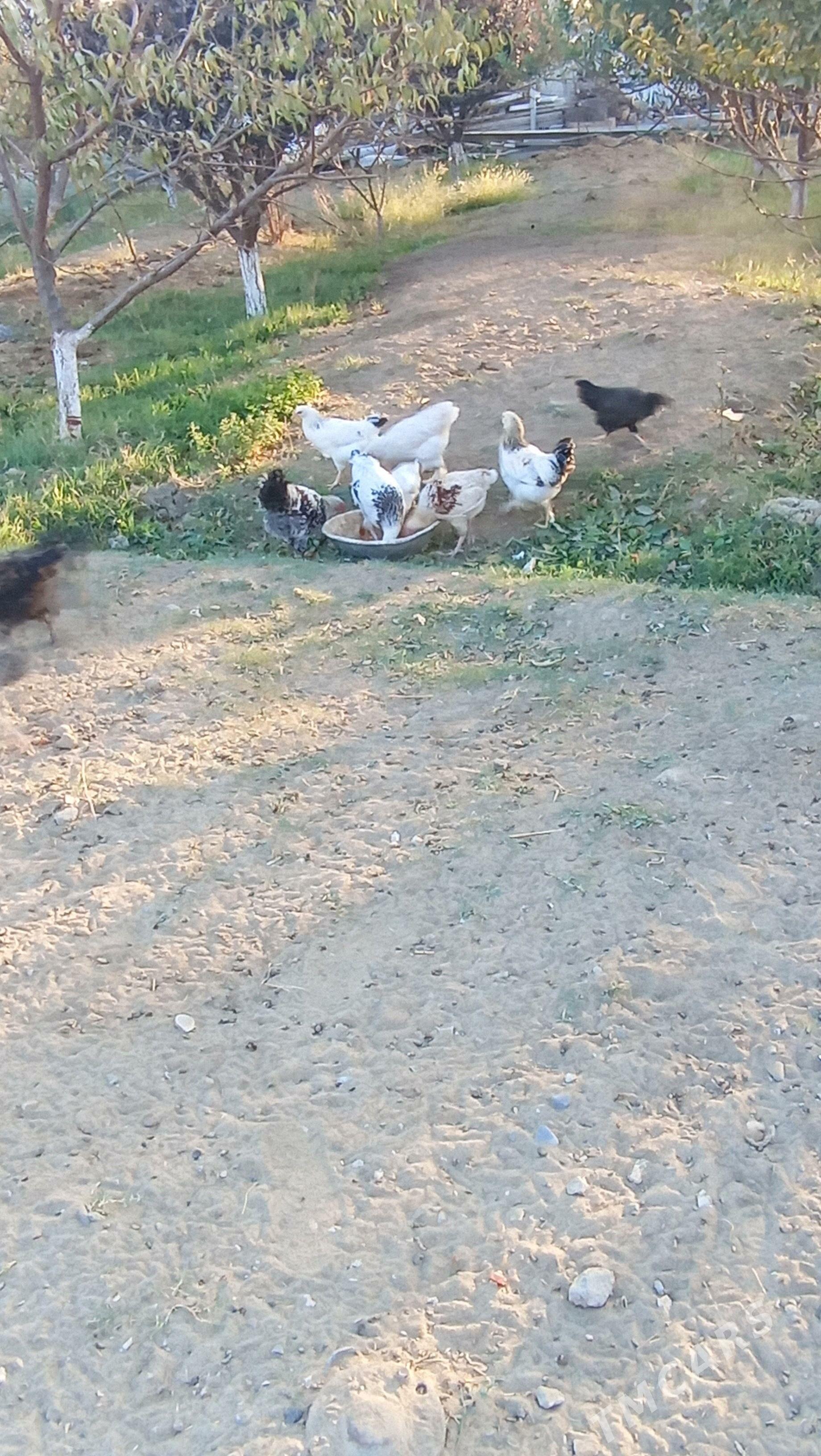 towuk - Гёкдепе - img 7