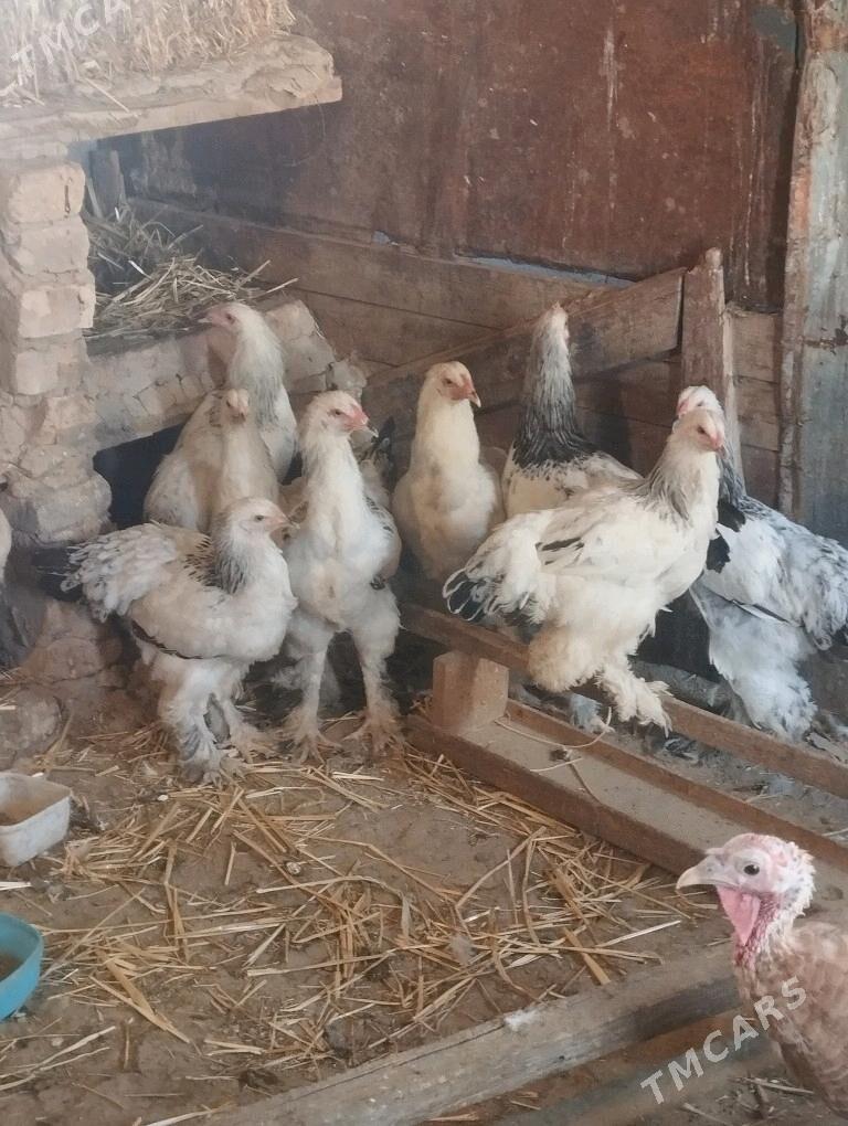 brama towuk yetisen - Кака - img 4