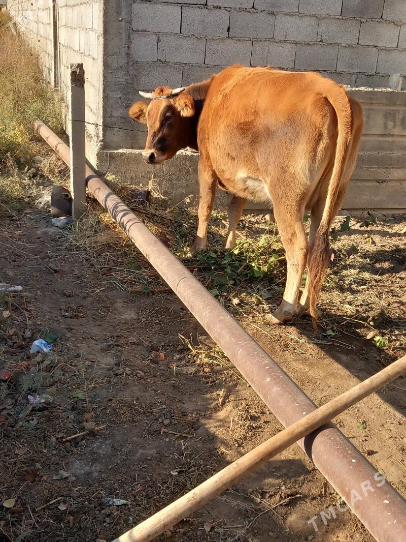 sygyr - Гёкдепе - img 1