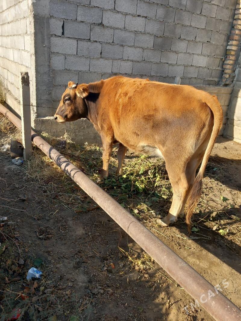 sygyr - Гёкдепе - img 3