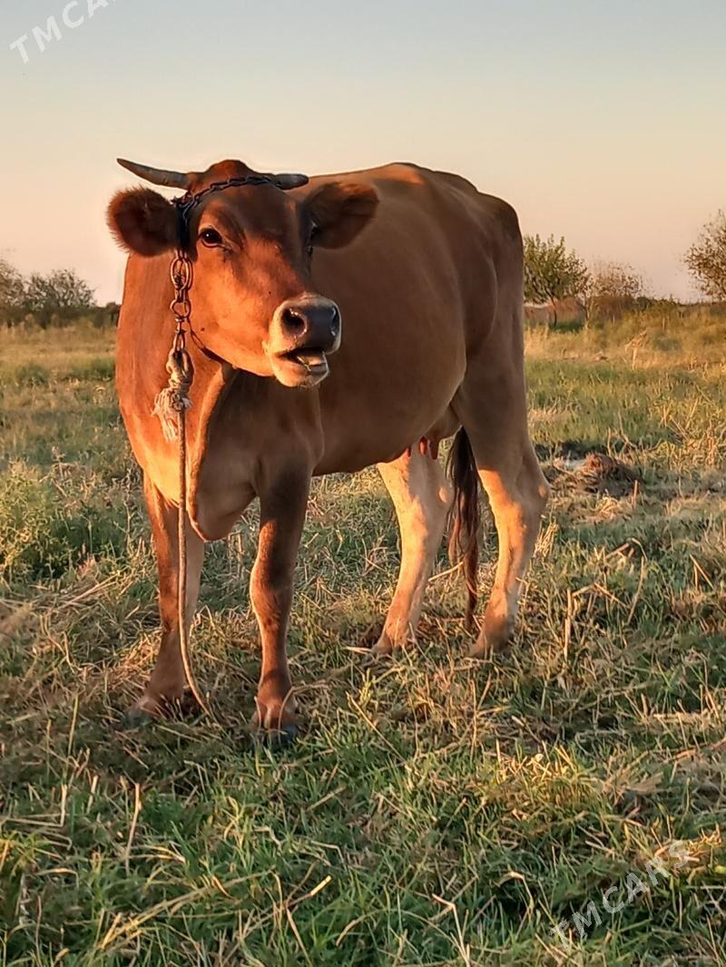 sygyr - Гёкдепе - img 2