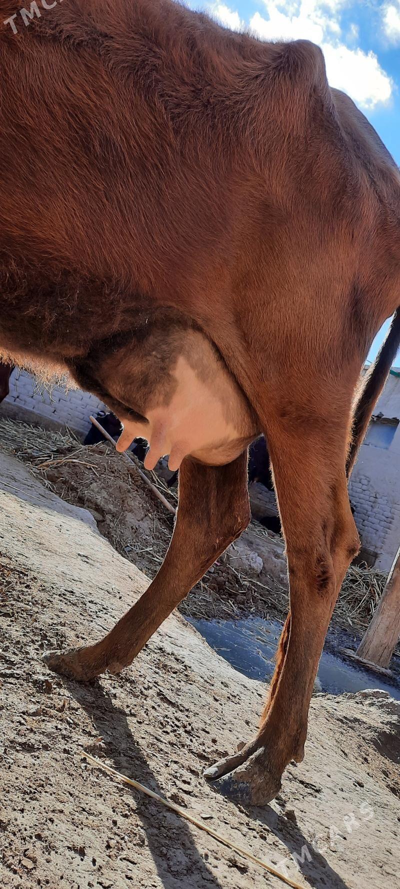 SÜÝIDLIJE GÖLELI SYGYR - Daşoguz - img 1