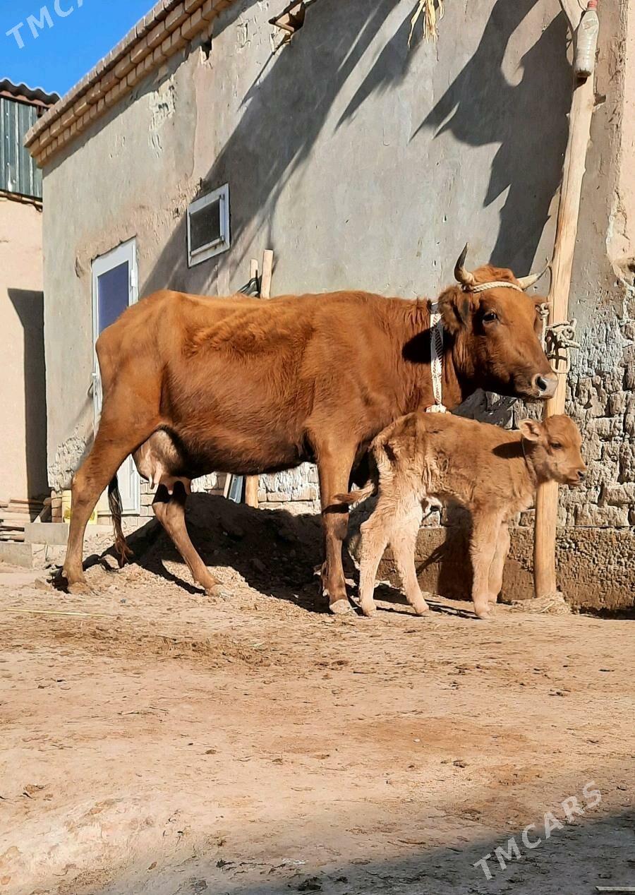 SÜÝIDLIJE GÖLELI SYGYR - Daşoguz - img 2