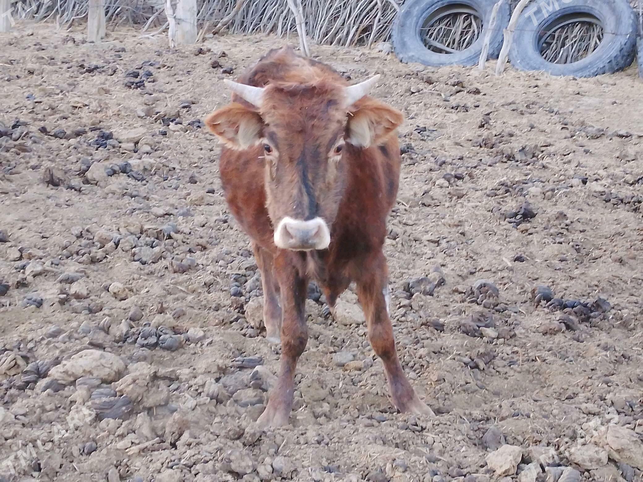 satlyk ökûz - Берекет - img 1