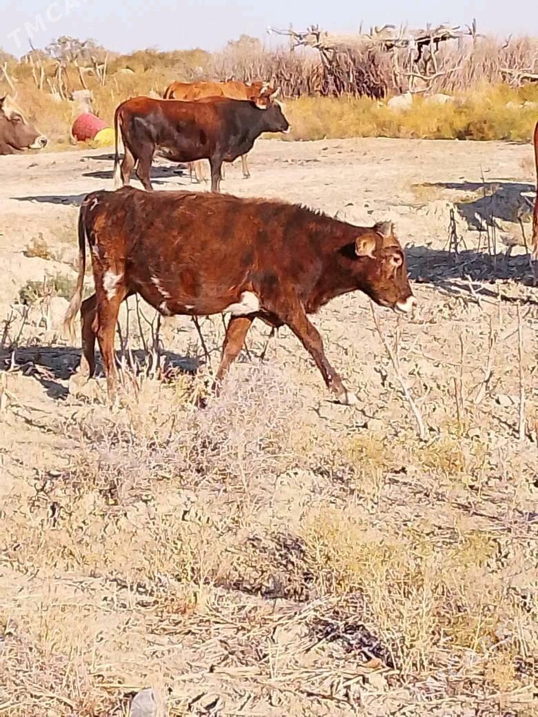 satlyk ökûz - Берекет - img 4