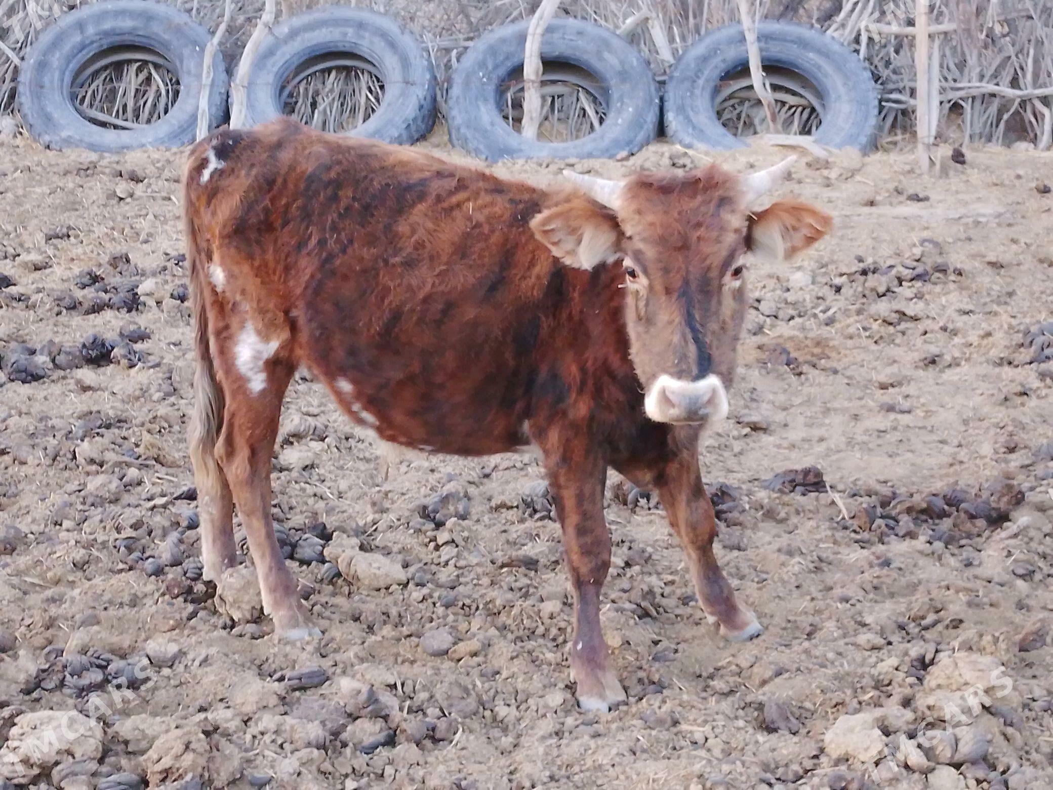 satlyk ökûz - Берекет - img 2