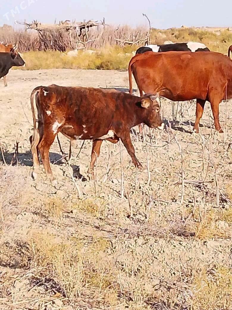 satlyk ökûz - Берекет - img 3