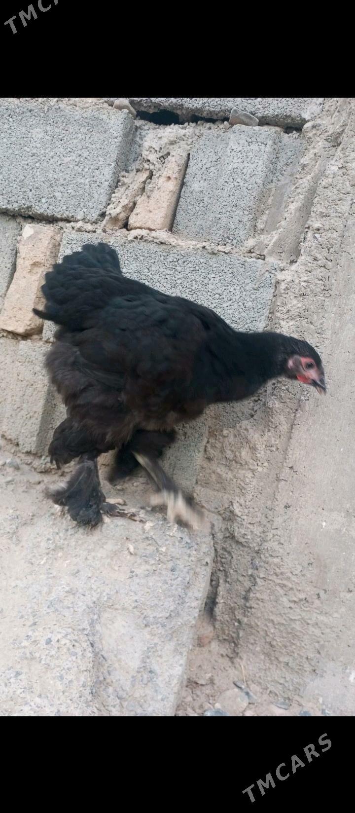 brama - Гызыларбат - img 4