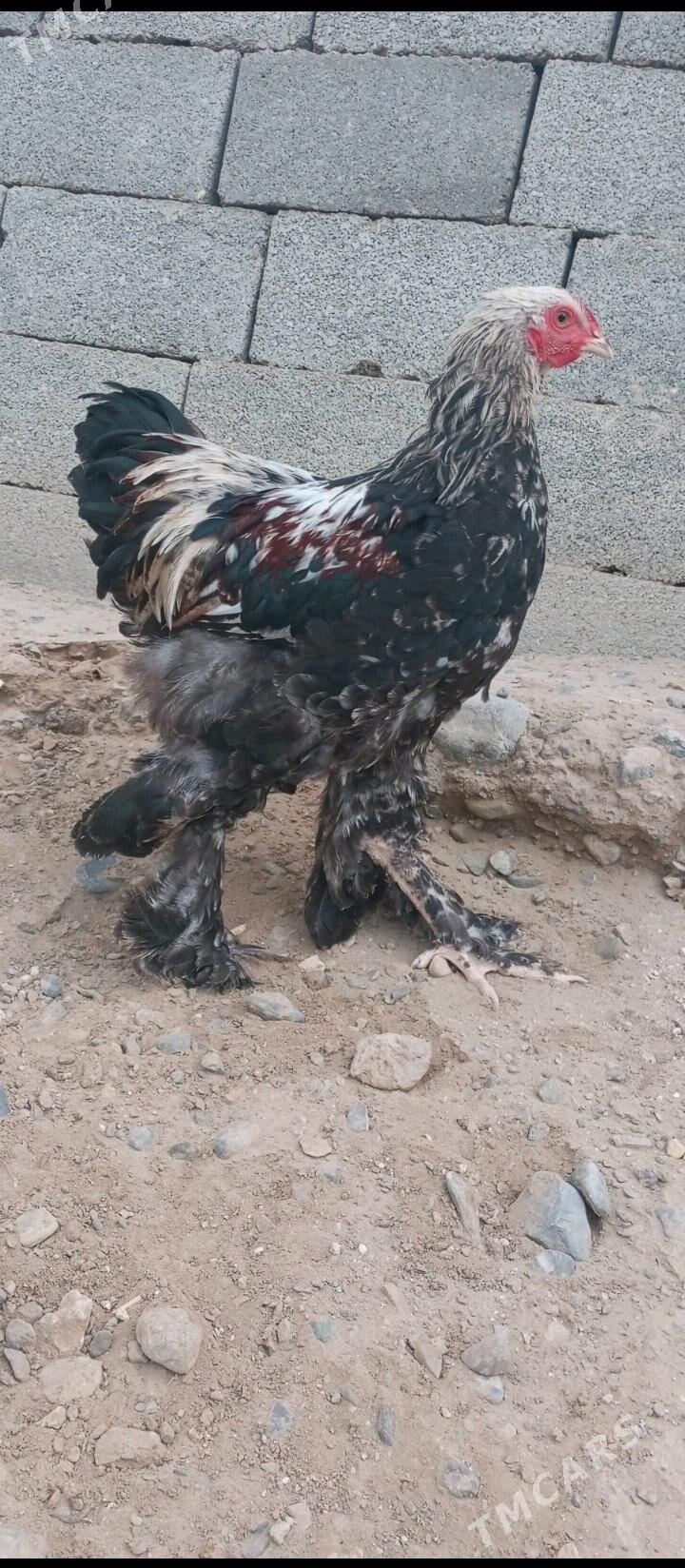 brama - Гызыларбат - img 1