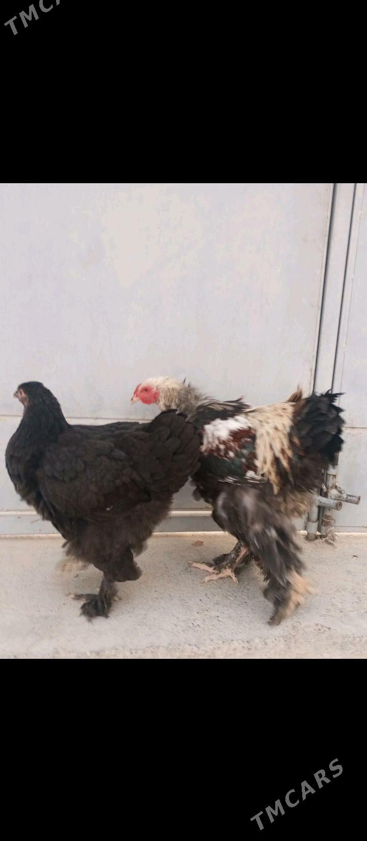 brama - Гызыларбат - img 5