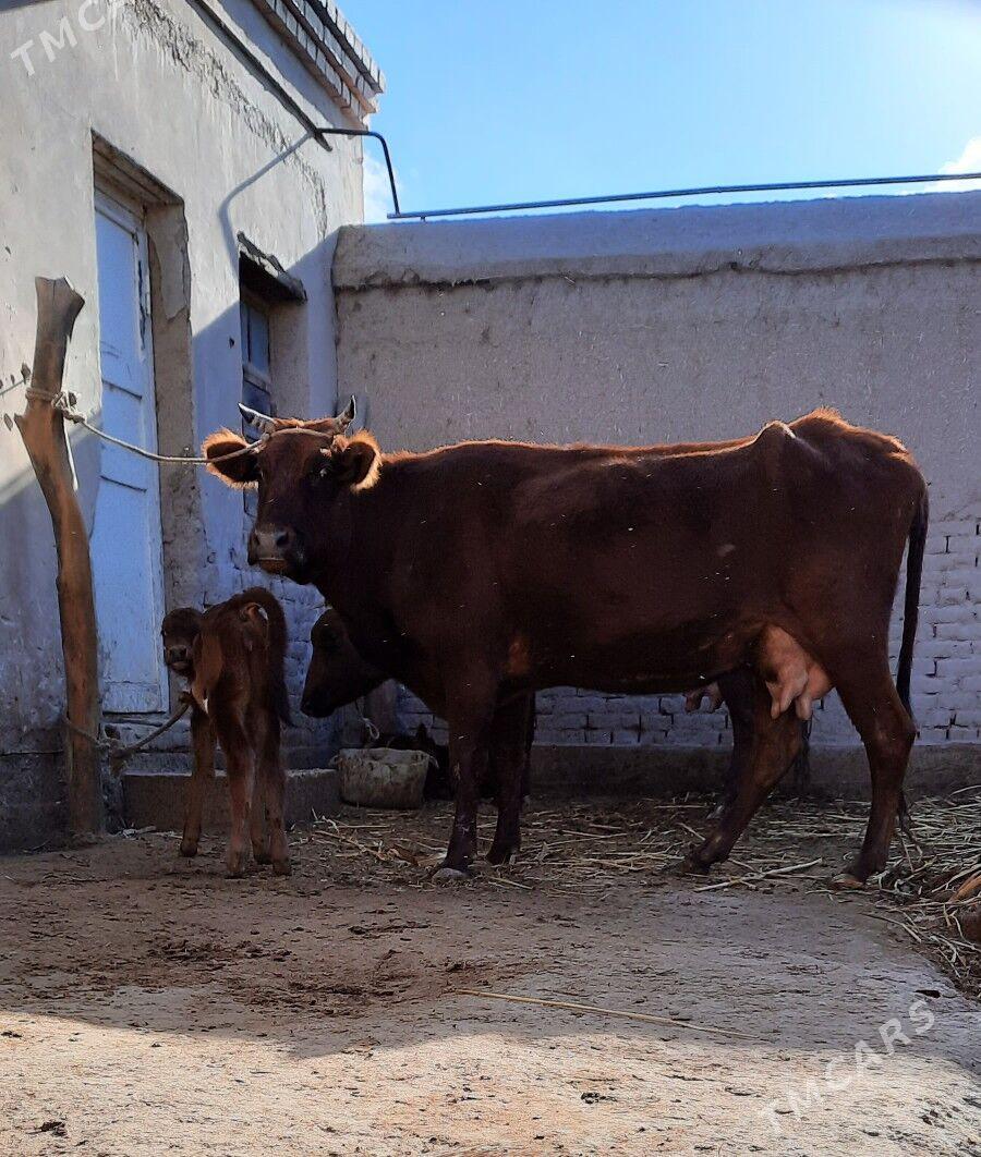 GÖLELI SYGYR - Daşoguz - img 3