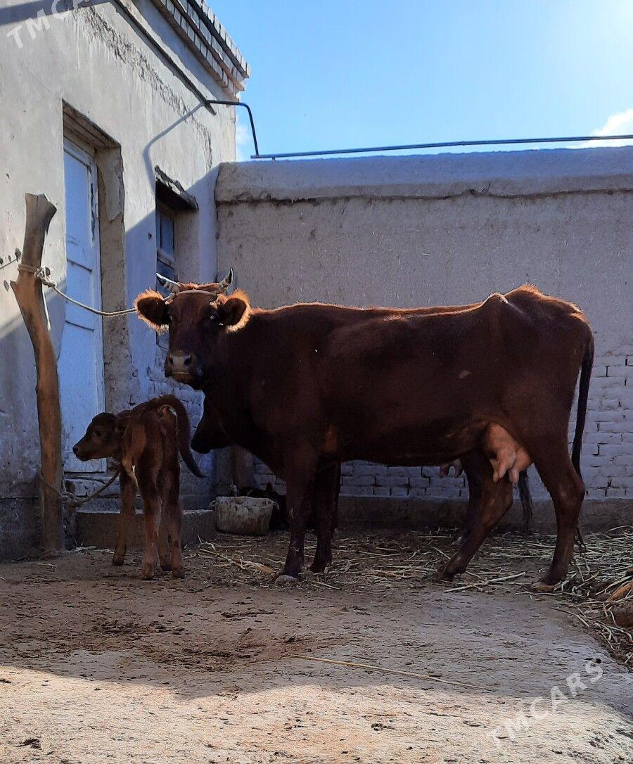 GÖLELI SYGYR - Daşoguz - img 4