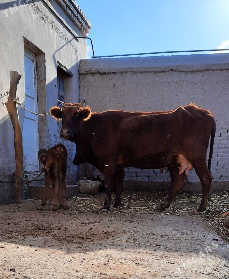 GÖLELI SYGYR - Daşoguz - img 2