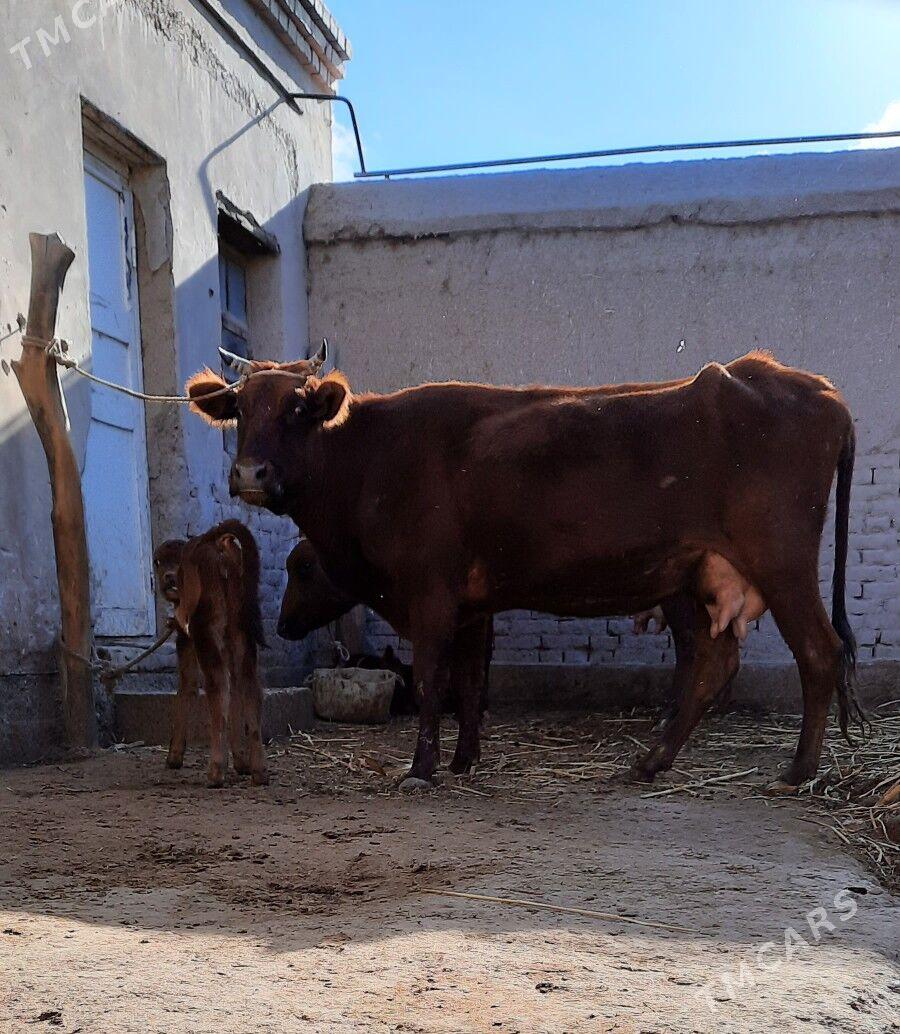 GÖLELI SYGYR - Daşoguz - img 5