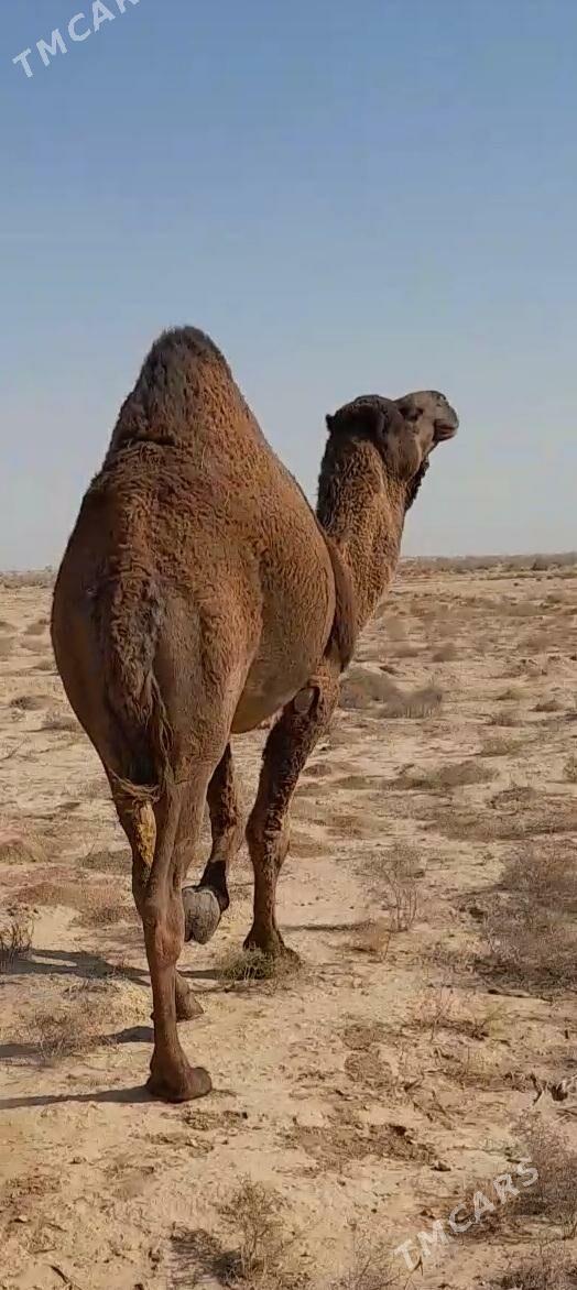 düýe - Tejen - img 2