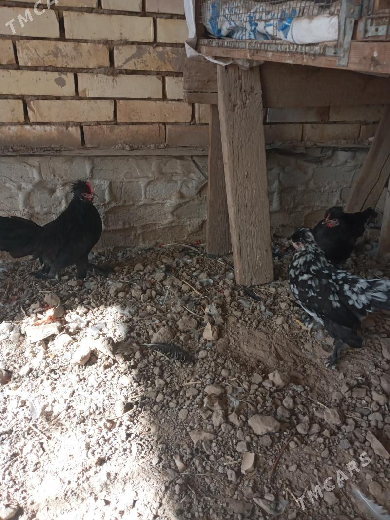 karlik - Мары - img 1