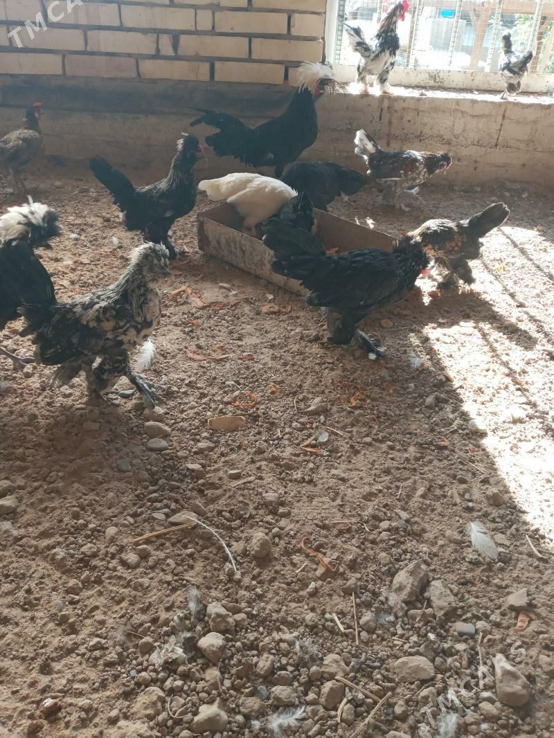 karlik - Мары - img 2