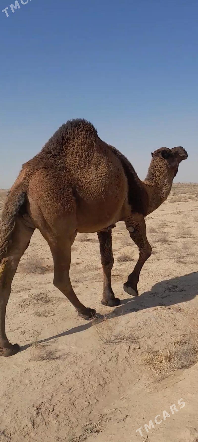 düýe - Tejen - img 3