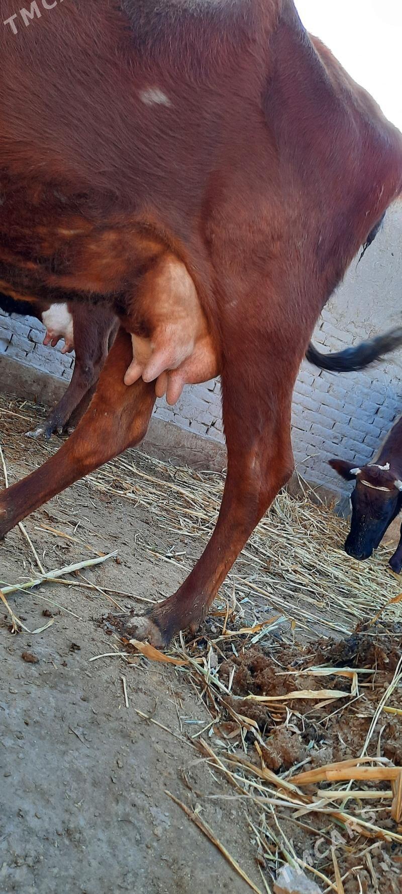 GÖLELI SYGYR - Daşoguz - img 1