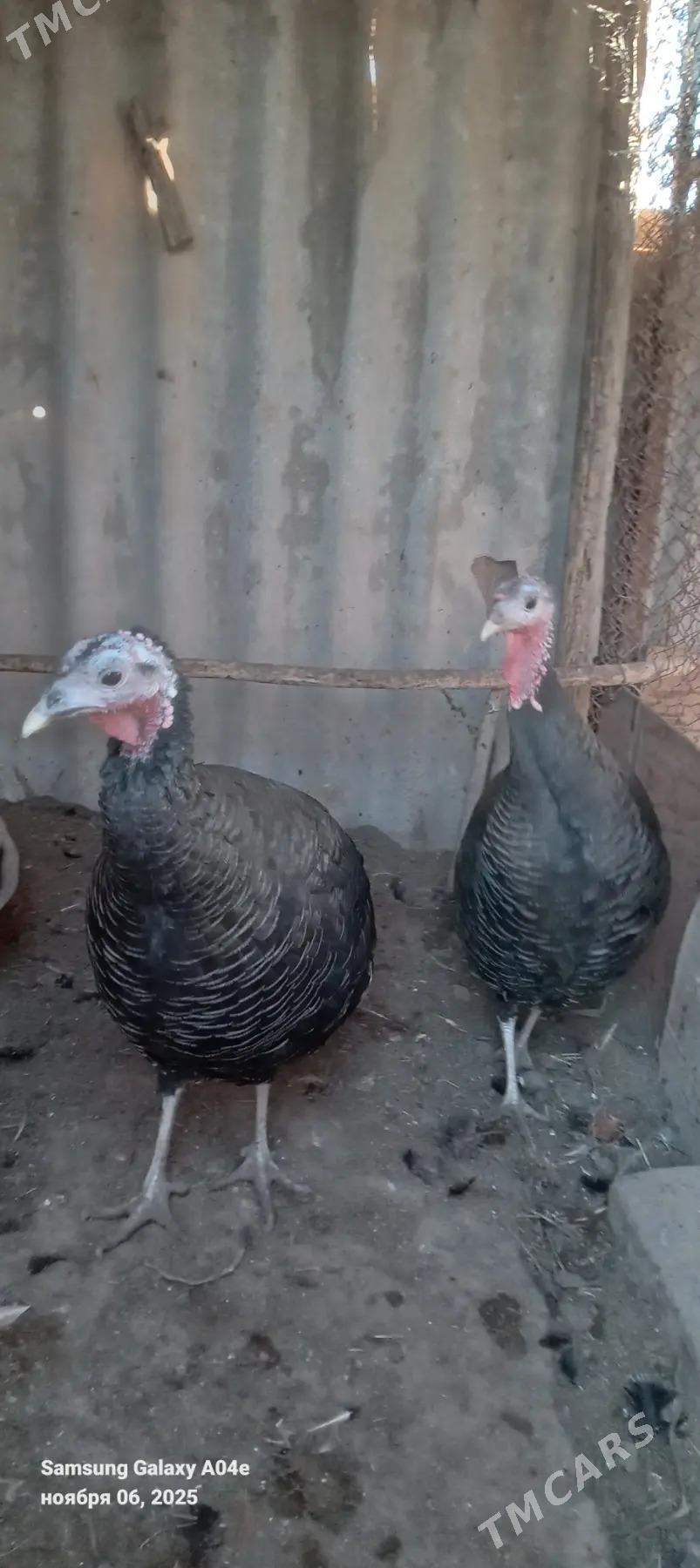 induk - Tejen - img 2