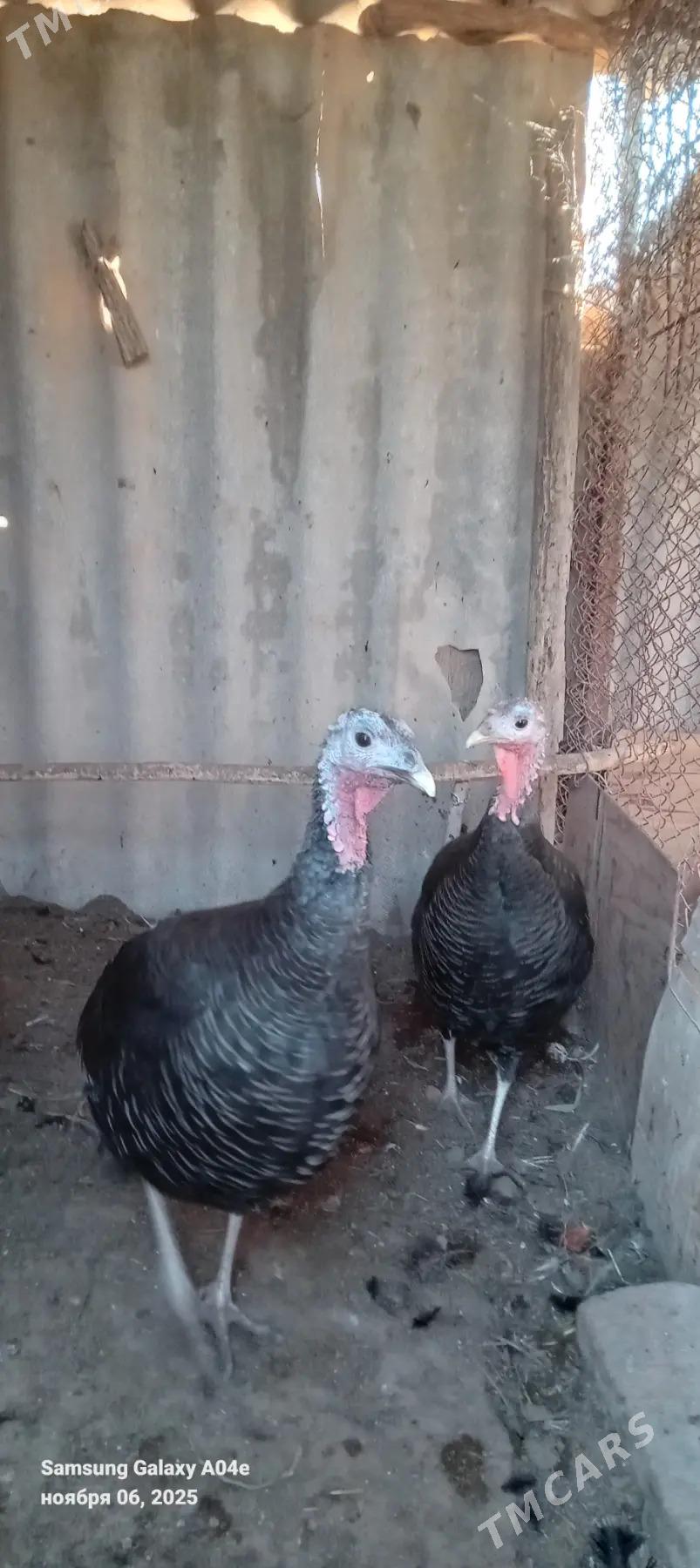 induk - Tejen - img 1