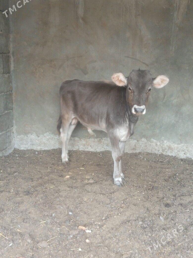 okuz - Бузмеин - img 1