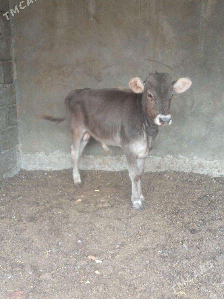 okuz - Бузмеин - img 3