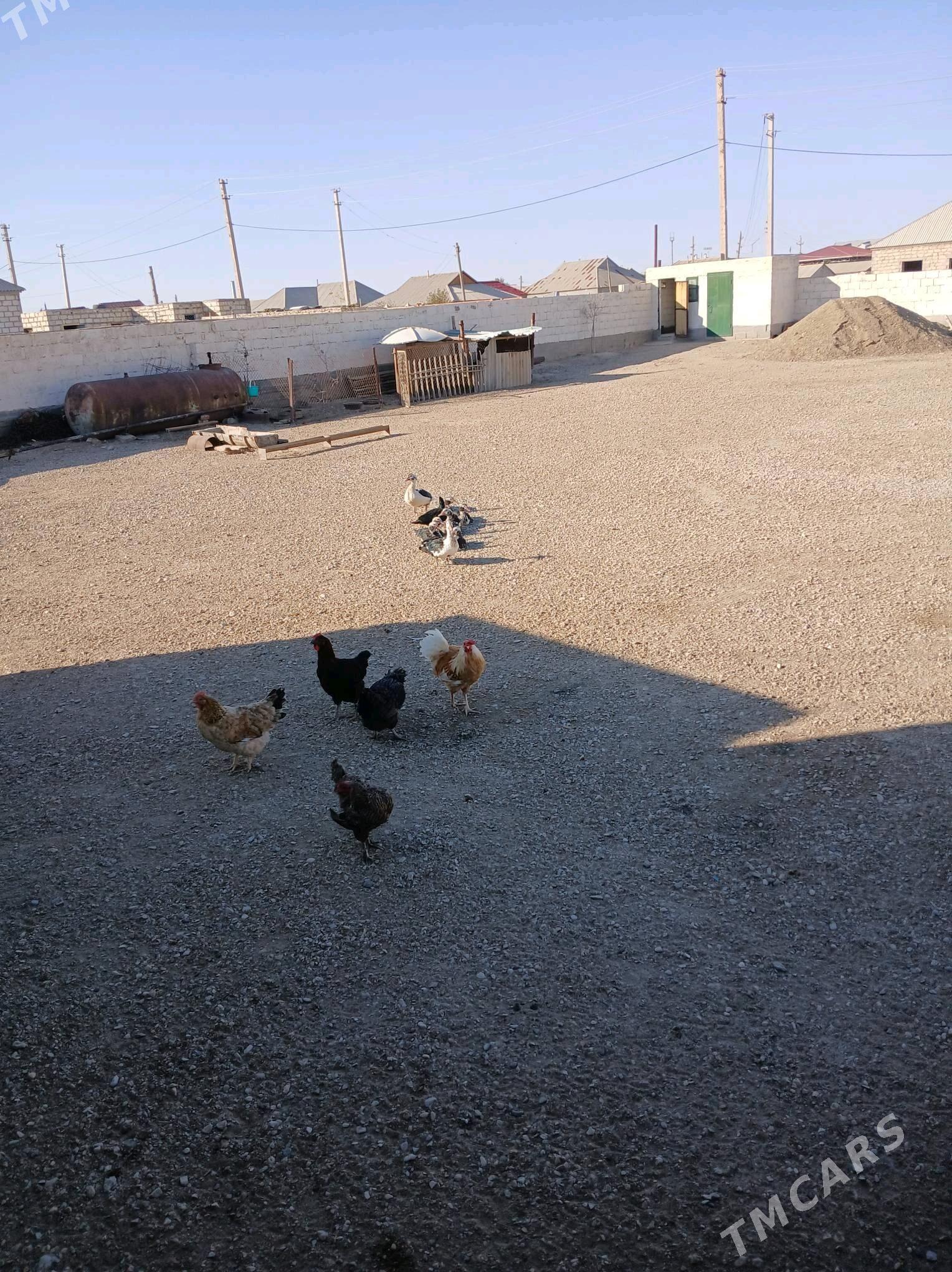 tovuk - Гумдаг - img 1