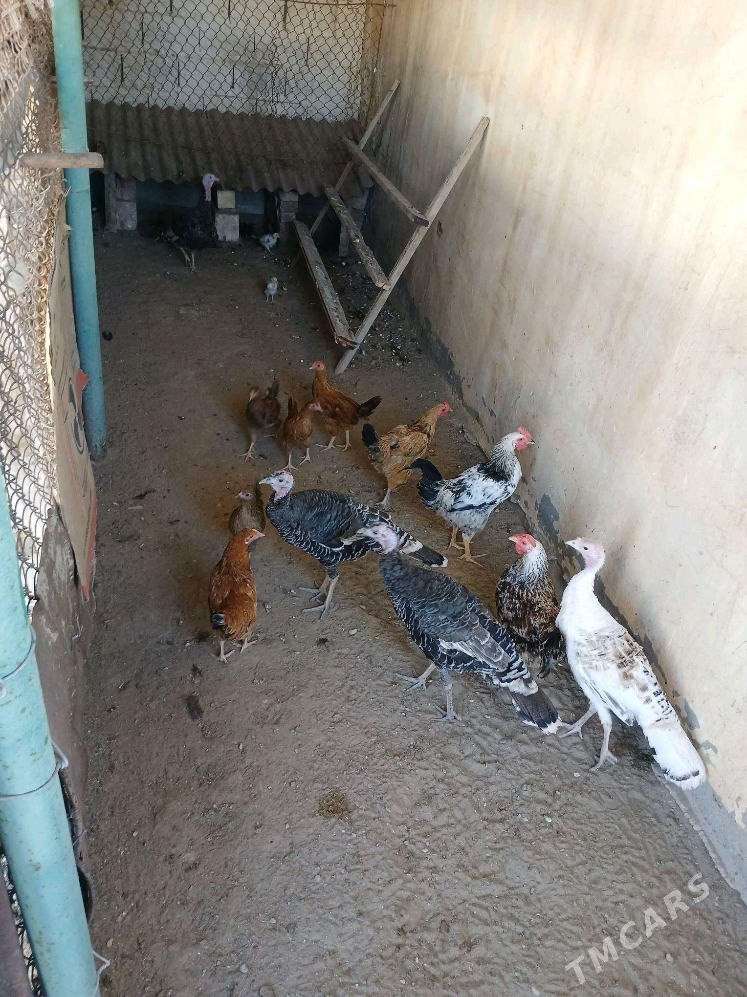 tovuk - Гумдаг - img 2