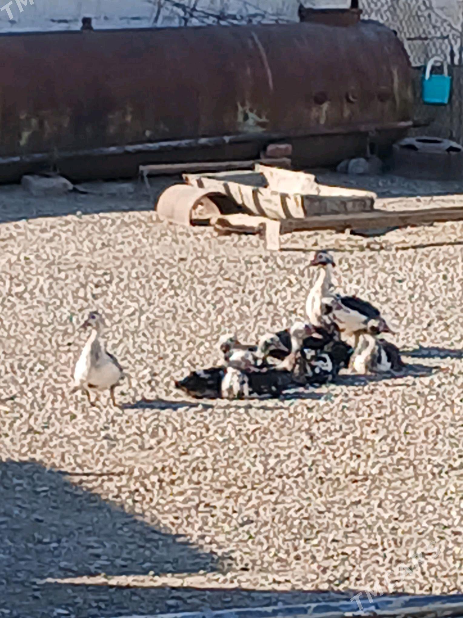 tovuk - Гумдаг - img 4