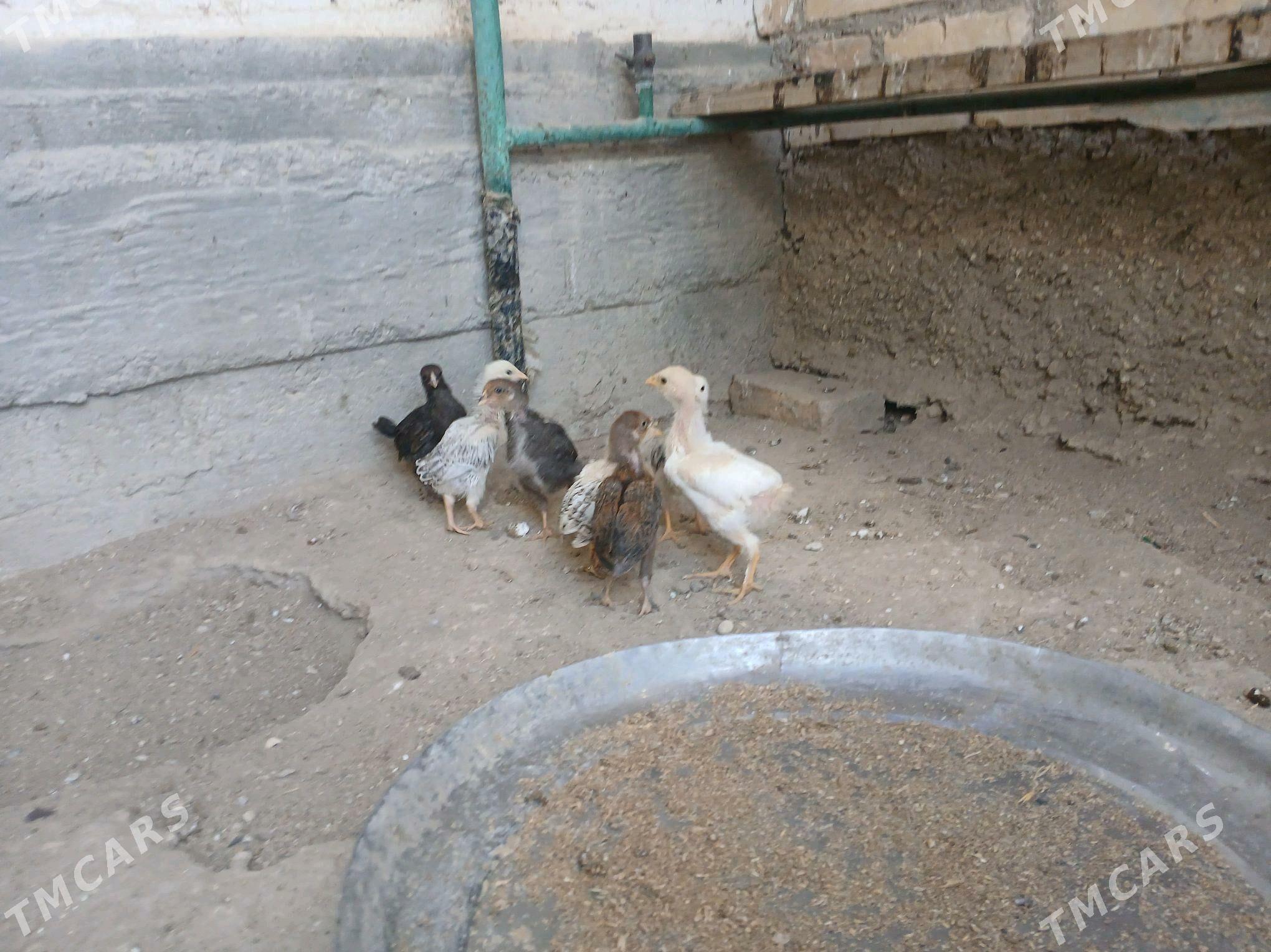 tovuk - Гумдаг - img 5