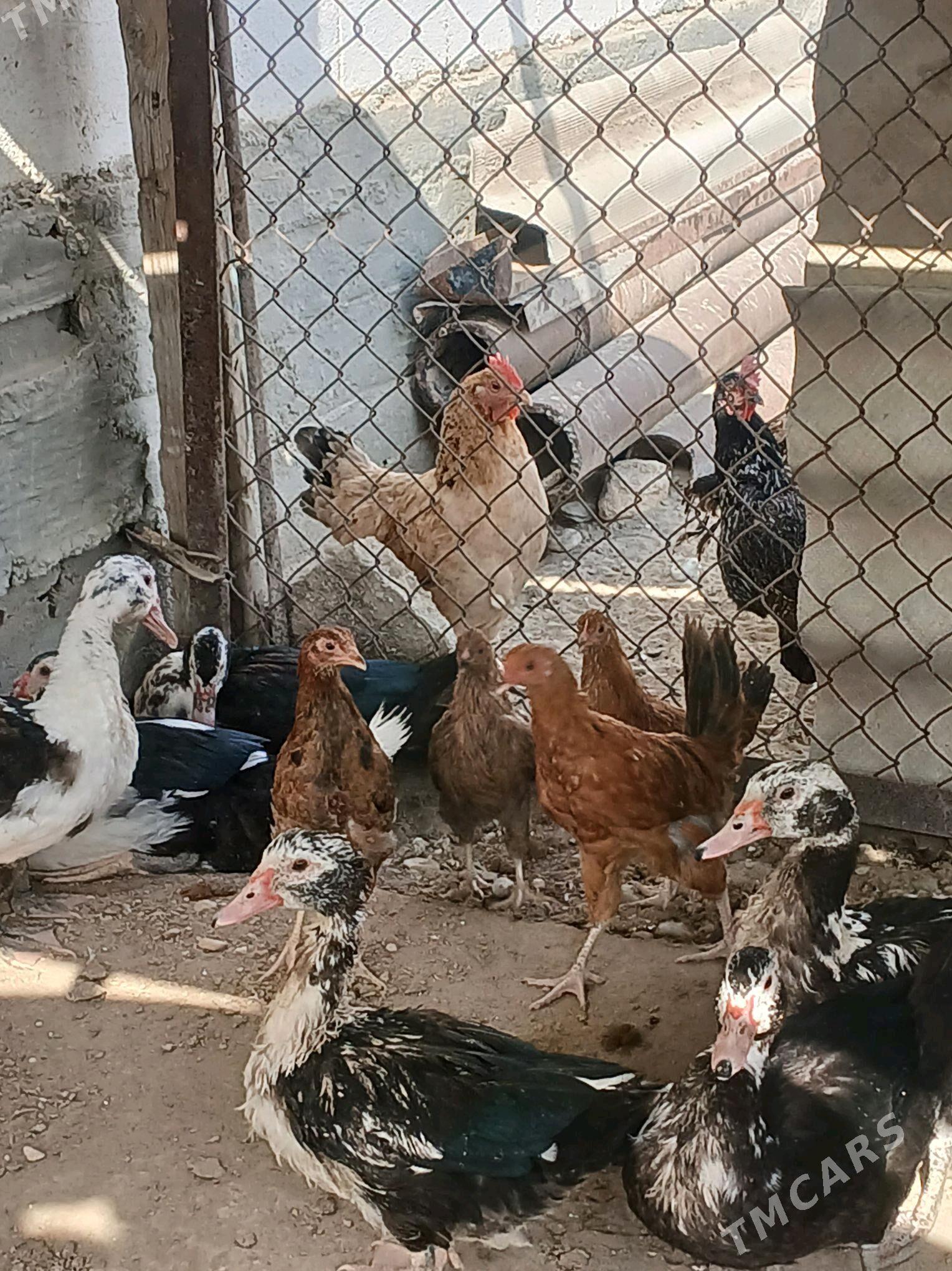 tovuk - Гумдаг - img 3