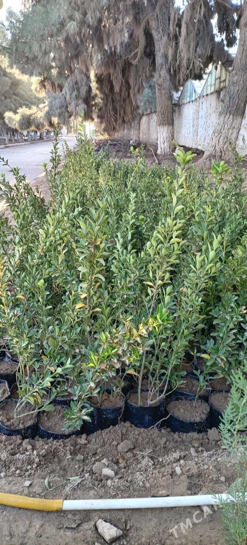 Bag tuya - Büzmeýin - img 4