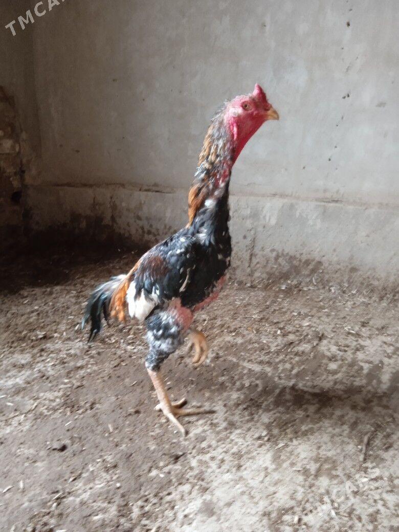 horaz - Дашогуз - img 1