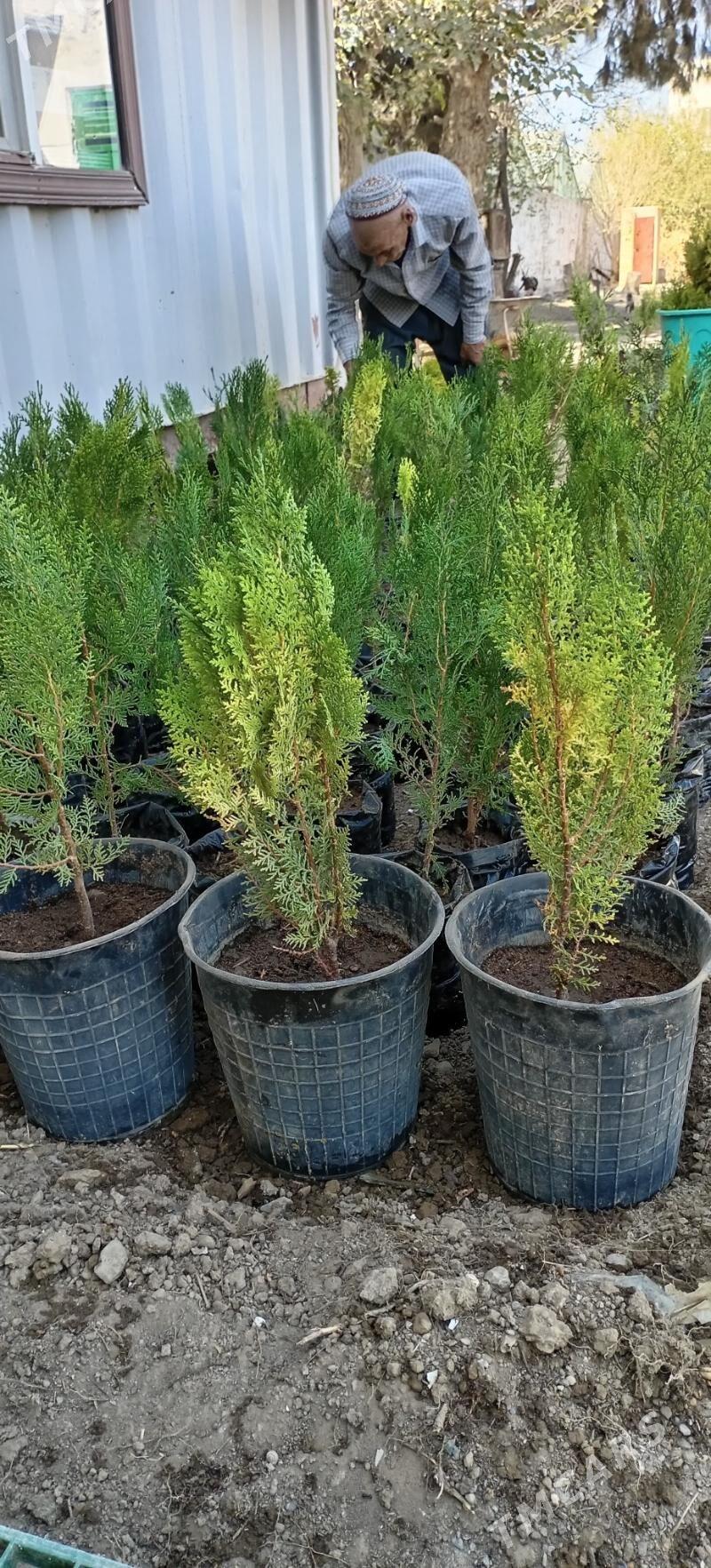 Bag tuya - Büzmeýin - img 1