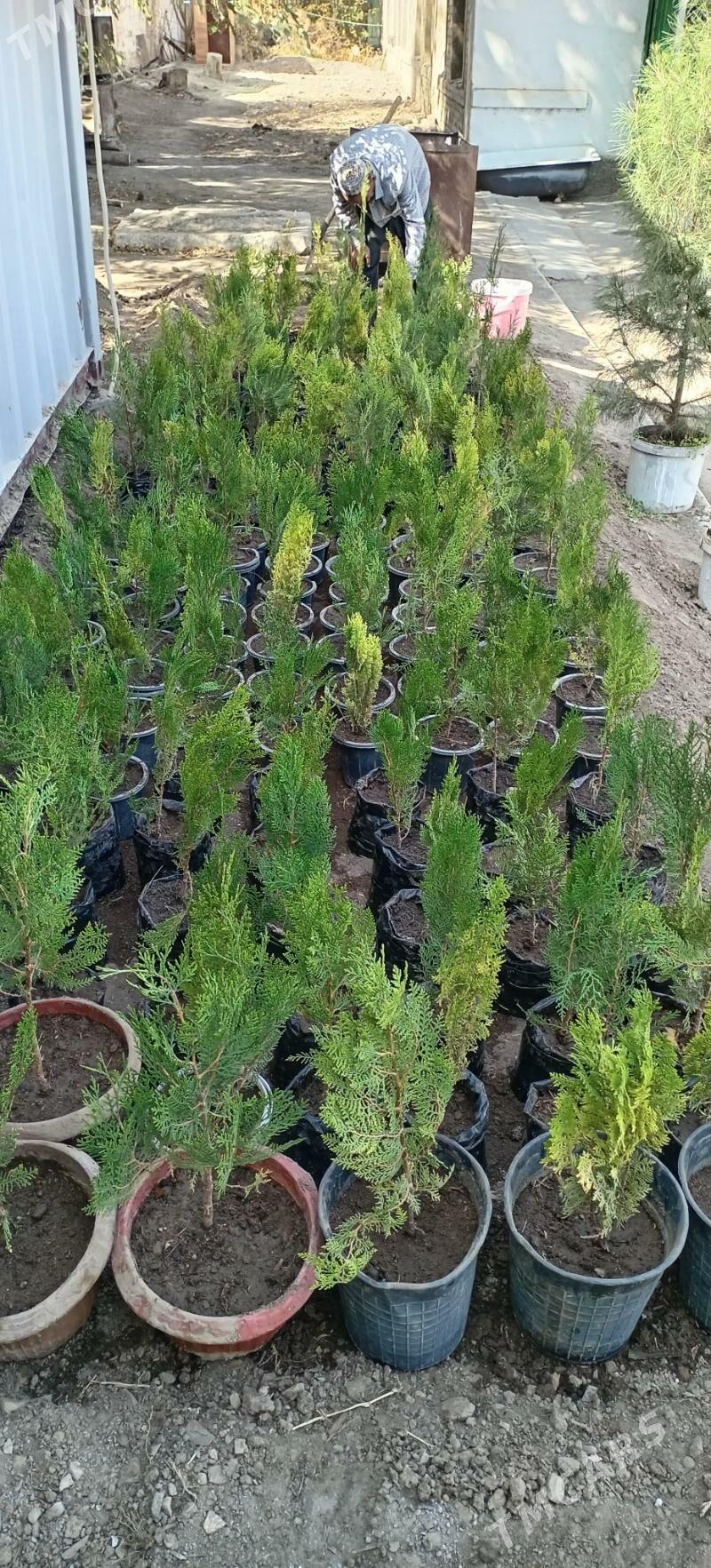 Bag tuya - Büzmeýin - img 3