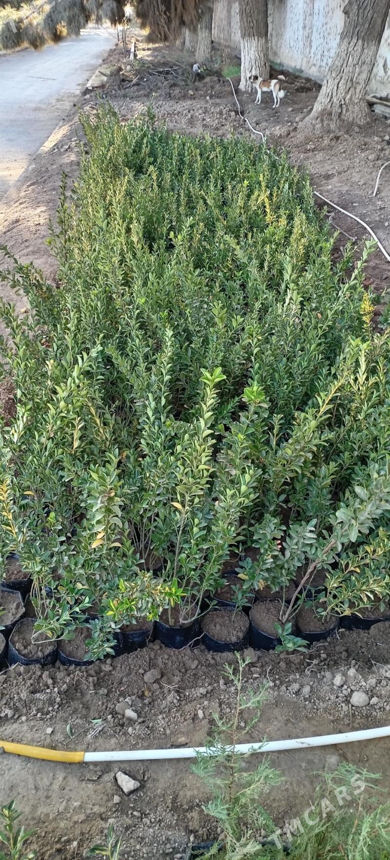 Bag tuya - Büzmeýin - img 5