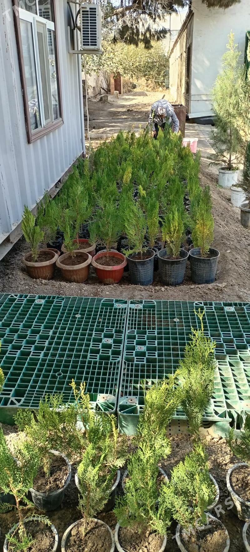 Bag tuya - Büzmeýin - img 2