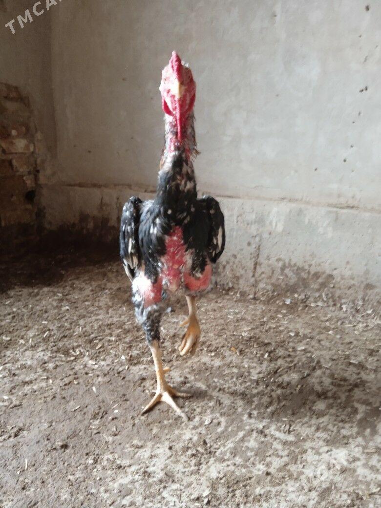 horaz - Дашогуз - img 2