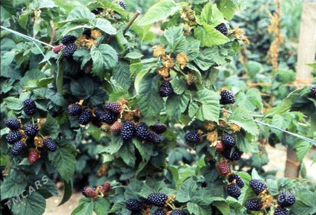 бевирслен ежевика нахалы - Balkanabat - img 2