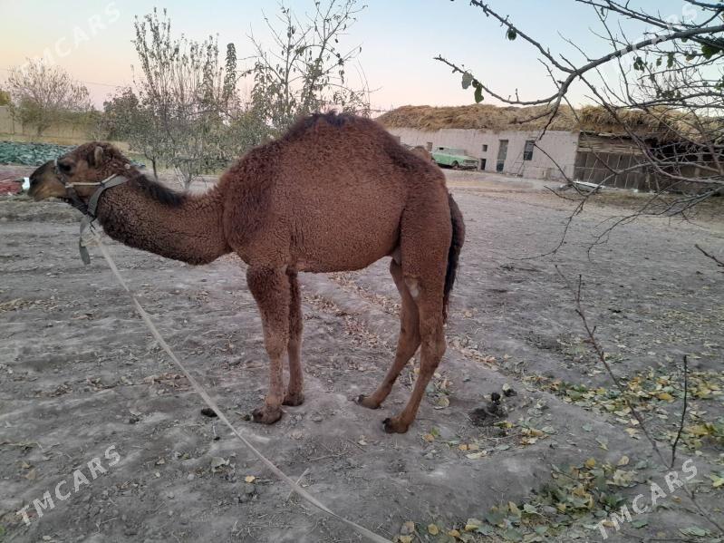 Duye - Шабатский этрап - img 1