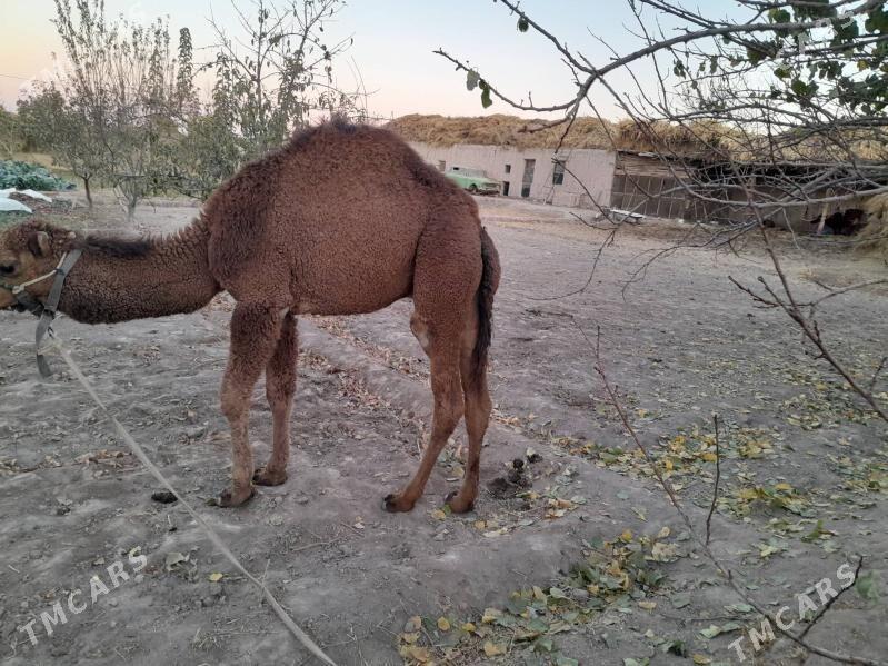 Duye - Шабатский этрап - img 2