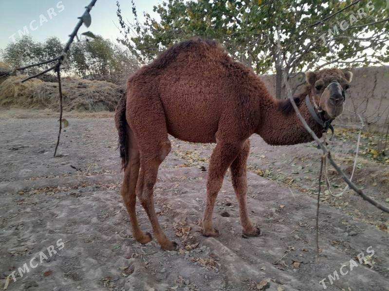 Duye - Шабатский этрап - img 3