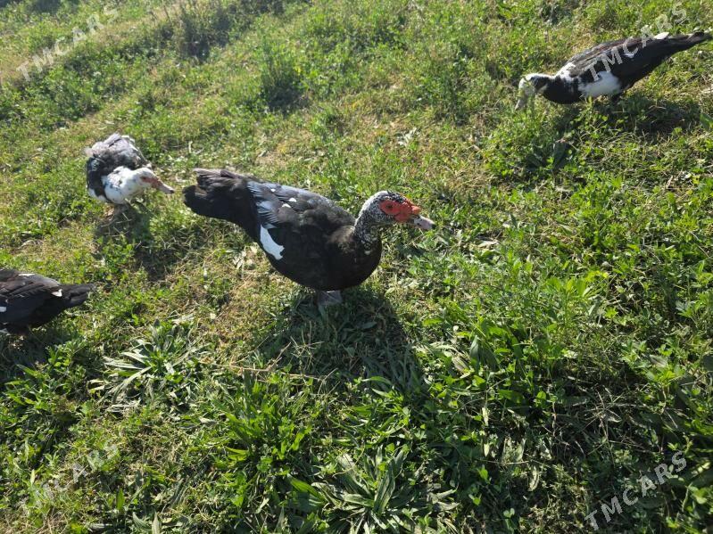 indautga ordek - Aşgabat - img 1