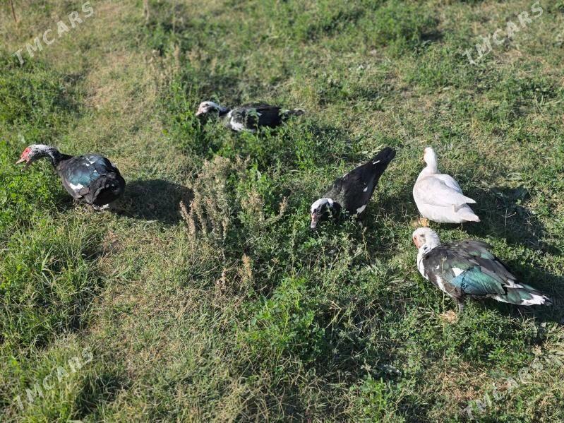 indautga ordek - Aşgabat - img 2