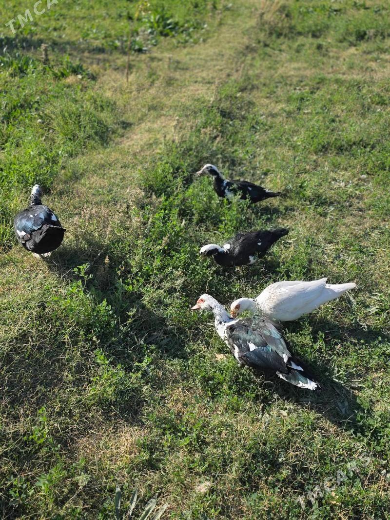 indautga ordek - Aşgabat - img 4